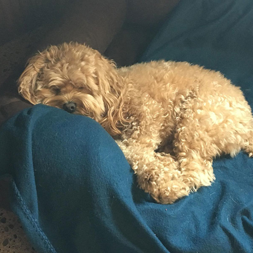 A dog sleeps on an indoor bed